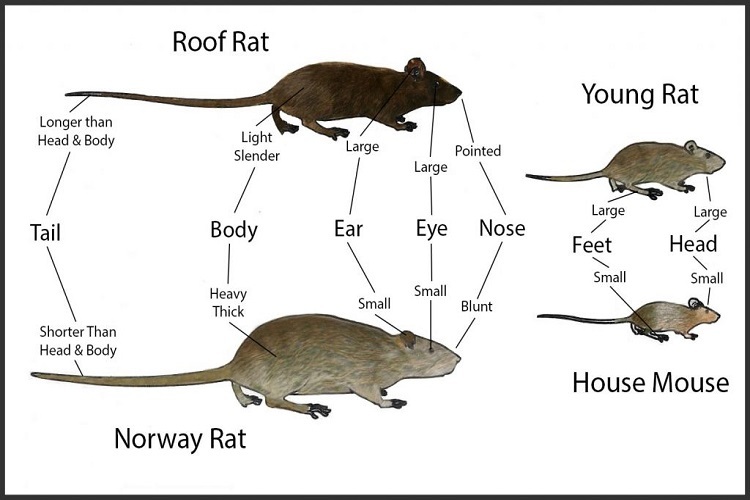 Rodent Control Gold Canyon Az