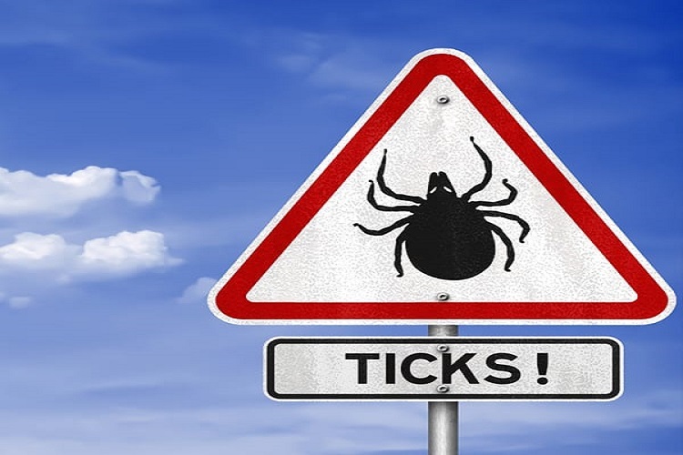 Tick Control Glendale Az